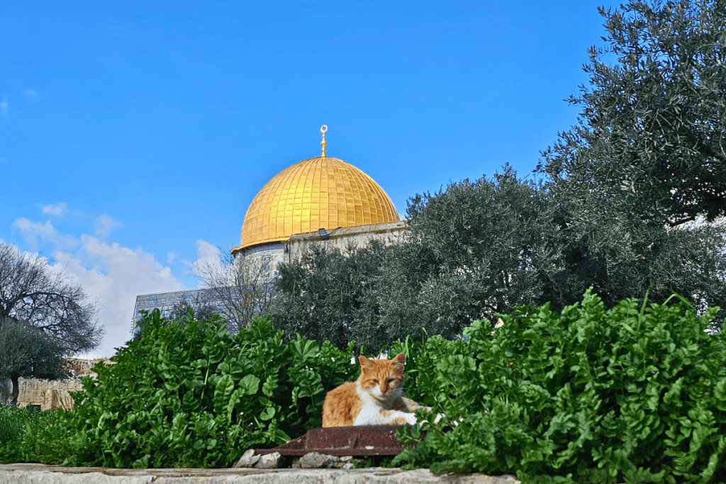 Katze sonnt sich vor Al-Aqsa-Moschee